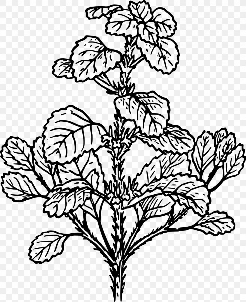 Plant White Horehound Herb Botany Clip Art, PNG, 1042x1280px, Plant, Art, Black And White, Botany, Branch Download Free