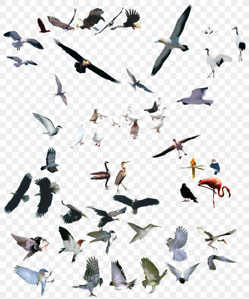 Bird Crane Parrot, PNG, 2362x2834px, Bird, Animal, Bird Flight, Crane, Eagle Download Free