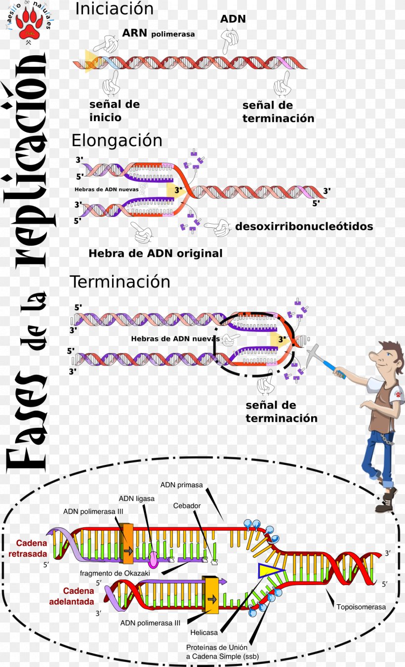 DNA Replication S Phase Origin Of Replication Mutation, PNG, 1200x1977px, Dna Replication, Area, Cmaptools, Diagram, Discovery Download Free