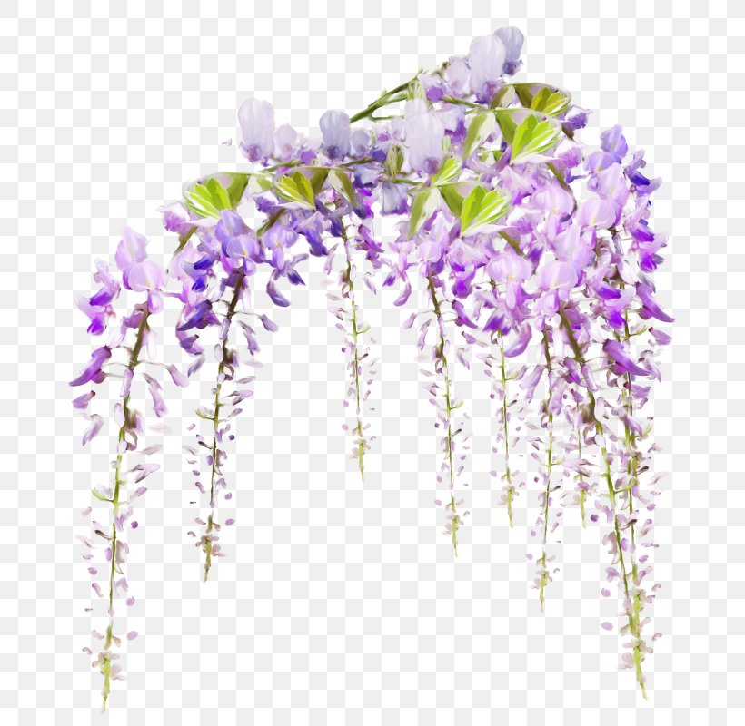 Dos Santos Marie Flower Vine Garden, PNG, 793x800px, Flower, Botanical Illustration, Branch, Color, Cut Flowers Download Free