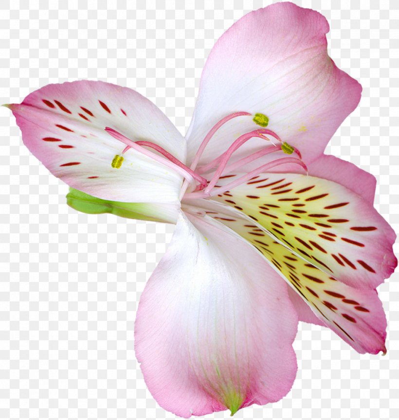Lilium Flower Clip Art, PNG, 970x1023px, Tiger Lily, Alstroemeriaceae, Arum Lily, Blossom, Color Download Free