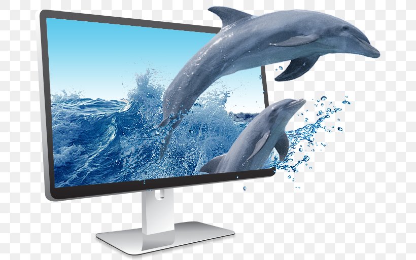 Computer Monitors Display Device Dolphin Wholphin Television, PNG, 681x513px, Computer Monitors, Cetacea, Computer Monitor, Computer Monitor Accessory, Display Device Download Free