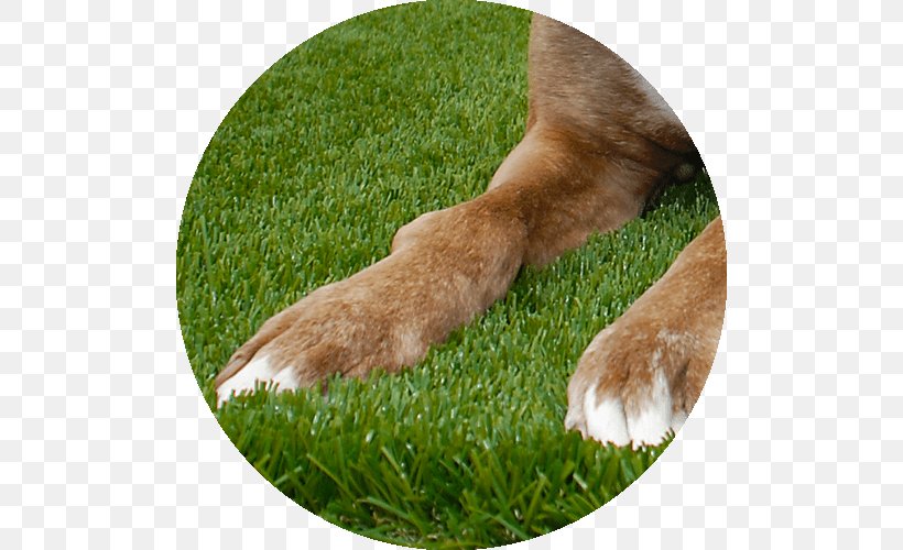Lawn Artificial Turf Garden Dog Breed Meadow, PNG, 500x500px, Lawn, Artificial Turf, Breed, Dog, Dog Breed Download Free