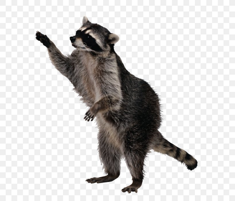 Sly Cooper And The Thievius Raccoonus Life Expectancy Pest Control, PNG, 700x700px, Raccoon, Carnivoran, Cat, Eating, Ecosystem Download Free