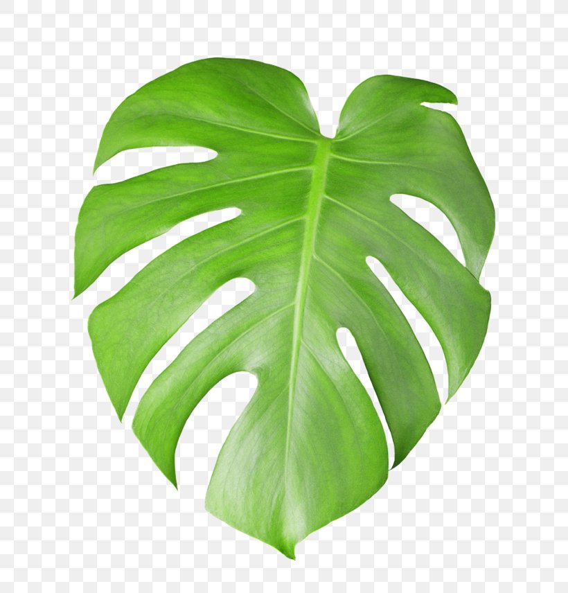 Swiss Cheese Plant Stock Photography Leaf, PNG, 658x856px, Swiss Cheese Plant, Alismatales, Arum Family, Fotosearch, Green Download Free