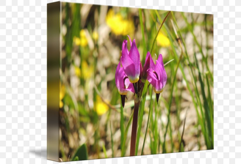 Violet Wildflower Family Violaceae, PNG, 650x560px, Violet, Family, Flora, Flower, Flowering Plant Download Free