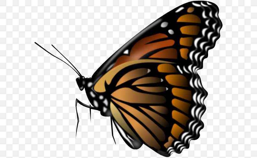 Butterfly Clip Art, PNG, 600x504px, Butterfly, Arthropod, Brush Footed Butterfly, Insect, Invertebrate Download Free