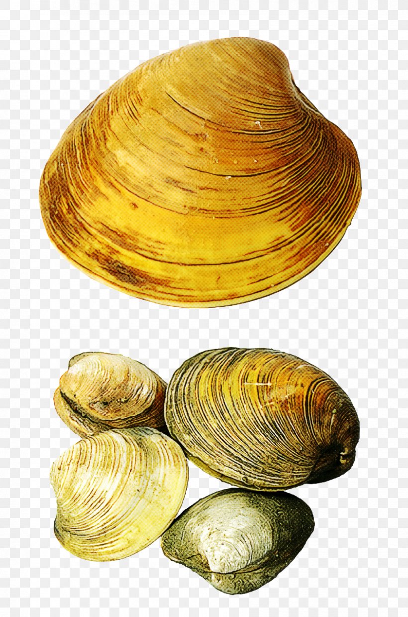 Clam Bivalve Baltic Clam Mussel Cockle, PNG, 842x1273px, Clam, Baltic Clam, Bivalve, Cockle, Mussel Download Free