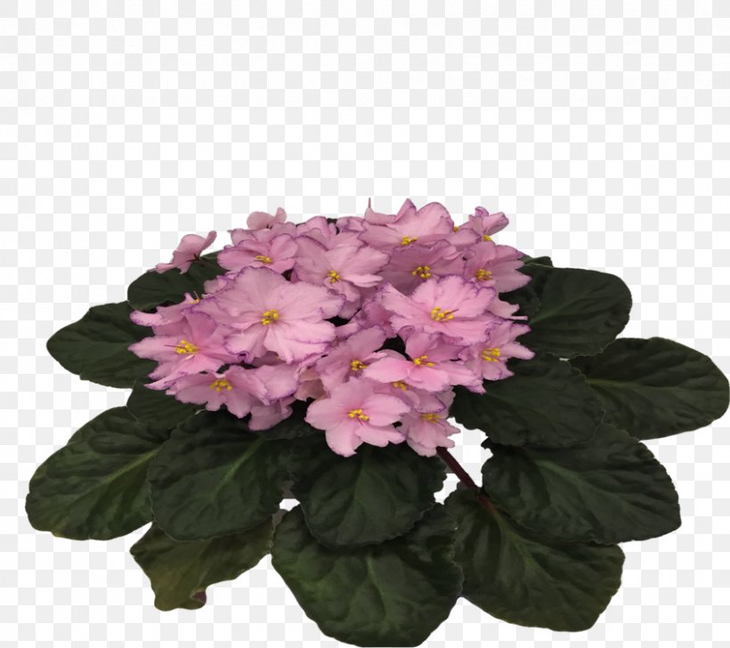 Cut Flowers Pink M Annual Plant Herbaceous Plant, PNG, 844x750px, Cut Flowers, Annual Plant, Flower, Flowering Plant, Herbaceous Plant Download Free