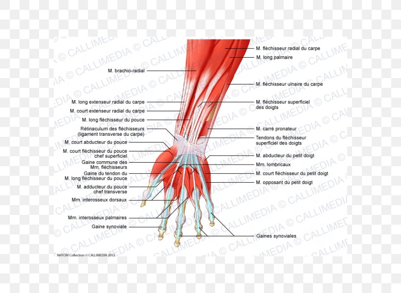 Finger Anterior Compartment Of The Forearm Muscle Muscular System, PNG, 600x600px, Watercolor, Cartoon, Flower, Frame, Heart Download Free