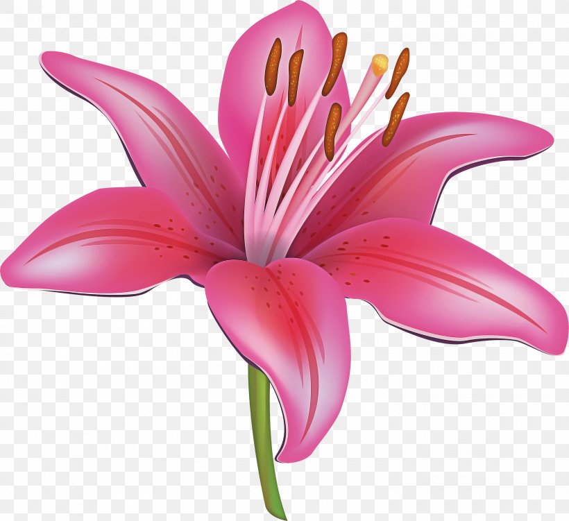 Flowering Plant Lily Petal Flower Pink, PNG, 3000x2749px, Flowering Plant, Daylily, Flower, Lily, Lily Family Download Free