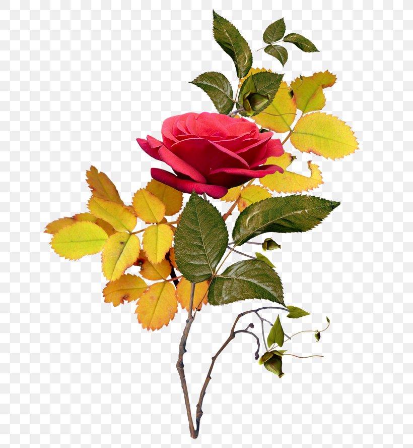 Garden Roses Flower Clip Art, PNG, 650x888px, Garden Roses, Art, Branch, Centifolia Roses, Cut Flowers Download Free