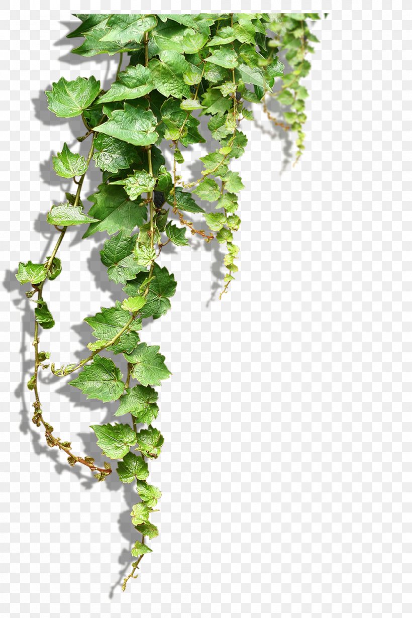 Plant Vine Tree Clip Art, PNG, 1000x1500px, Plant, Branch, Flowerpot, Green, Ivy Download Free
