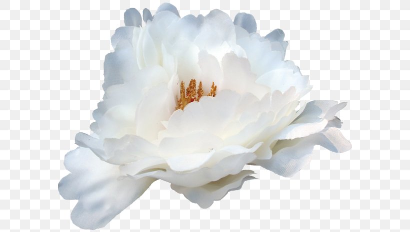 Peony Rose Family Sky Plc, PNG, 600x465px, Peony, Family, Flower, Flowering Plant, Petal Download Free