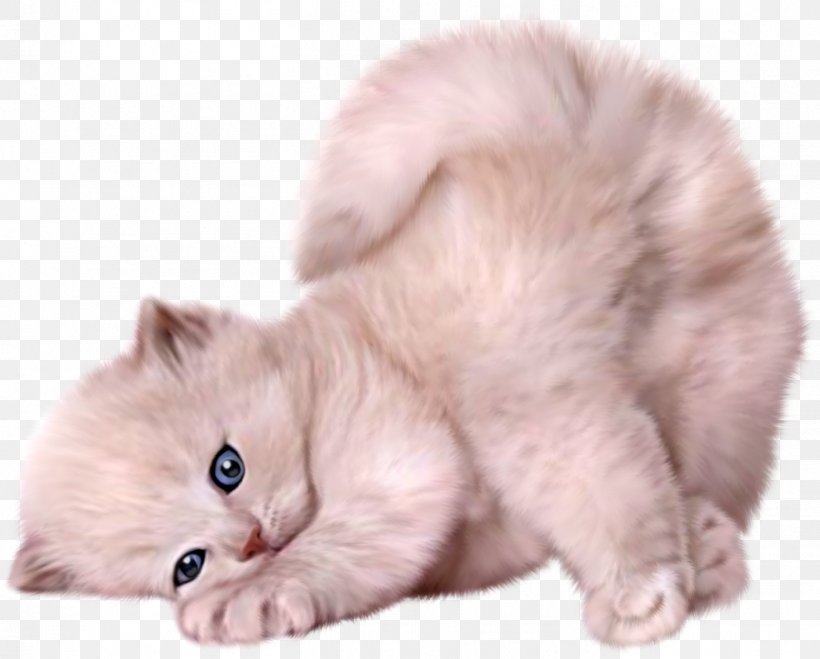 Persian Cat Siamese Cat Himalayan Cat Kitten Puppy, PNG, 1413x1136px, Persian Cat, Animal, Black Cat, British Semi Longhair, Carnivoran Download Free