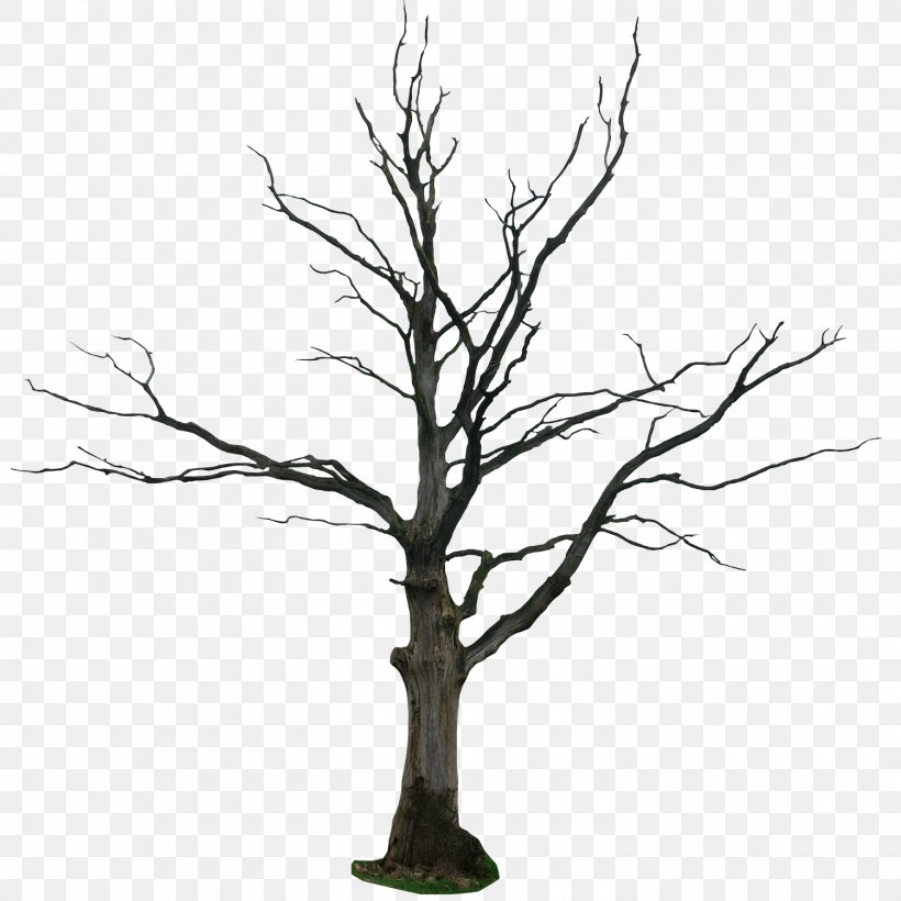 Drawing Tree Branch Line Art Clip Art, PNG, 1500x1500px, Drawing, Architectural Drawing, Art, Black And White, Branch Download Free