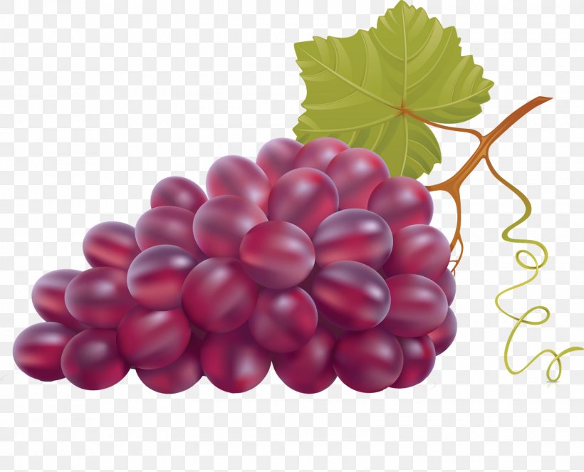 Grape Leaves Wine Grapevines, PNG, 1600x1294px, Grape, Berry, Blackberry, Boysenberry, Cranberry Download Free
