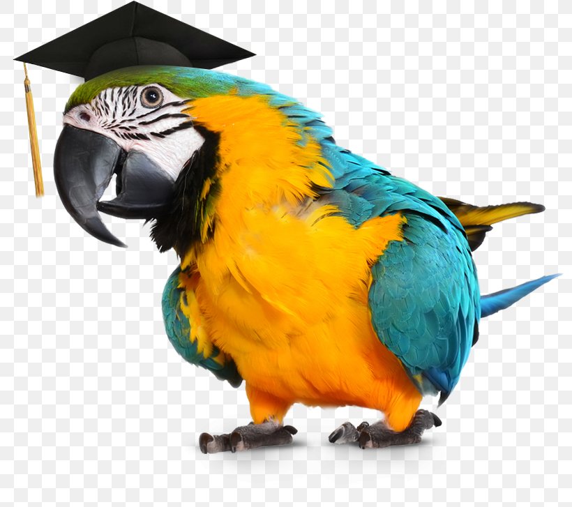 Parrot Blue-and-yellow Macaw Talking Bird, PNG, 800x727px, Parrot, Beak, Bird, Bird Anatomy, Blue Download Free