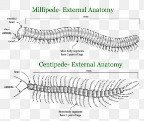 Insect Centipedes House Centipede Ecology Biohistory, PNG, 425x600px ...