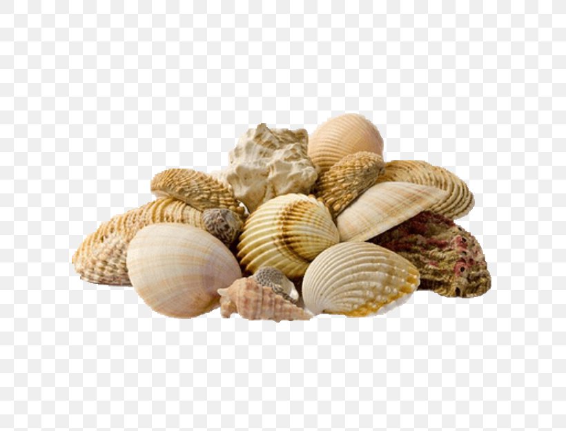 Eggo Estetica & Spa Mussel Cockle Stock Photography Image, PNG, 640x624px, Mussel, Beach, Bivalve, Clam, Cockle Download Free