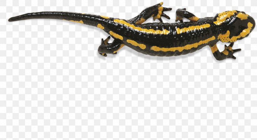 Fire Salamander Reptile Newt Frog, PNG, 960x523px, Salamander, Amphibian, Caecilian, Chinese Giant Salamander, Fire Salamander Download Free