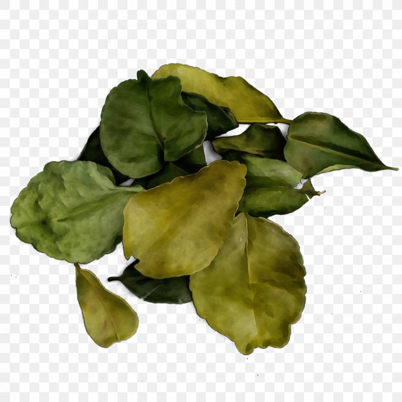 Flower Leaf Plant Petal Basil, PNG, 1200x1200px, Watercolor, Basil, Flower, Herb, Leaf Download Free