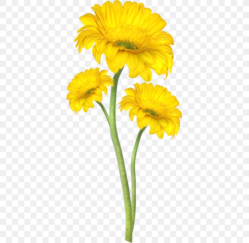 Flower Petal Clip Art, PNG, 381x800px, Flower, Annual Plant, Bmp File Format, Calendula, Corel Photopaint Download Free