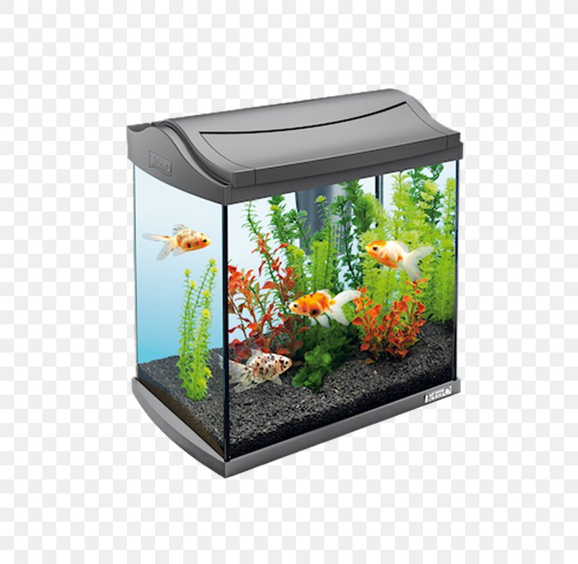 Siamese Fighting Fish Goldfish Aquarium Filters Tetra, PNG, 800x800px, Siamese Fighting Fish, Angelfish, Aquarium, Aquarium Decor, Aquarium Filters Download Free
