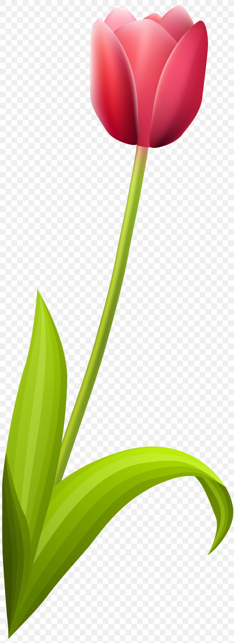 Tulip Petal Plant Stem Leaf, PNG, 1647x4515px, Tulip, Closeup, Flora, Flower, Flowering Plant Download Free