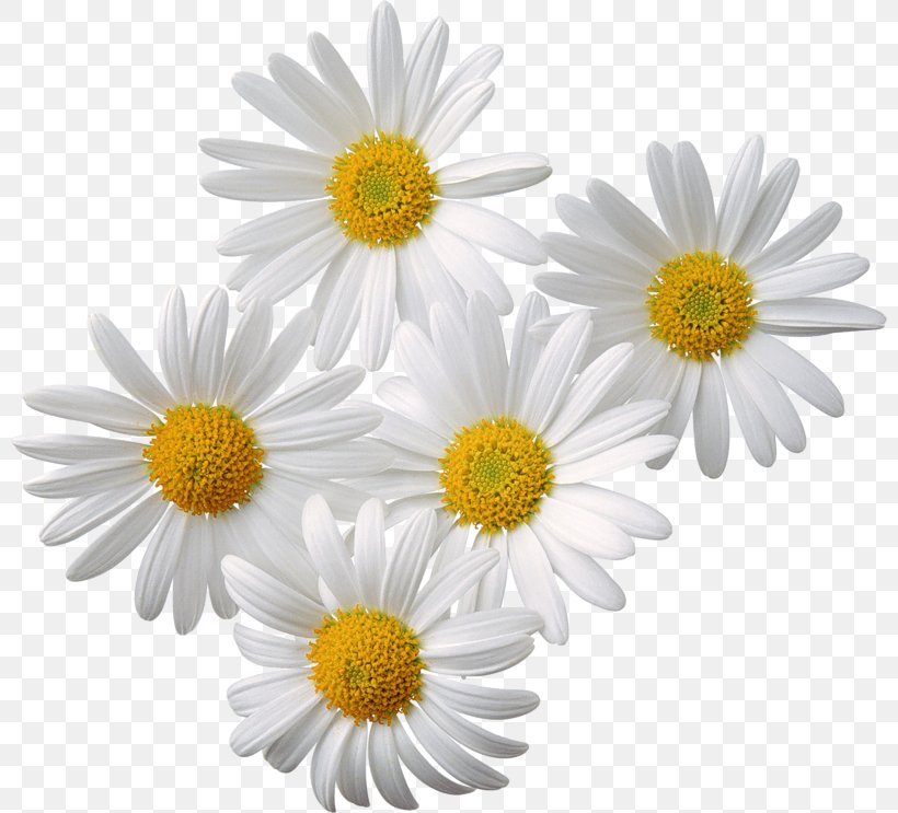 Chamomile Download Clip Art, PNG, 800x743px, Chamomile, Aster, Chamaemelum Nobile, Chrysanths, Common Daisy Download Free