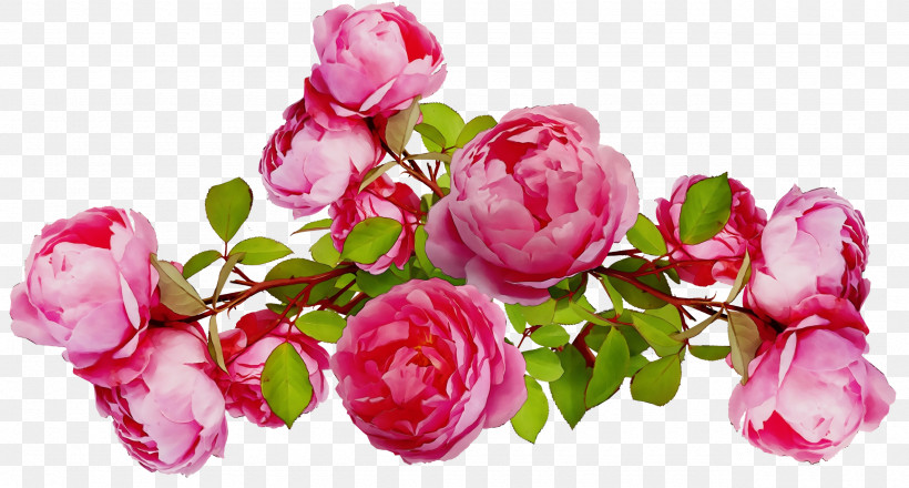 Garden Roses, PNG, 2560x1376px, Watercolor, Branch, Bud, Cabbage Rose, Cut Flowers Download Free