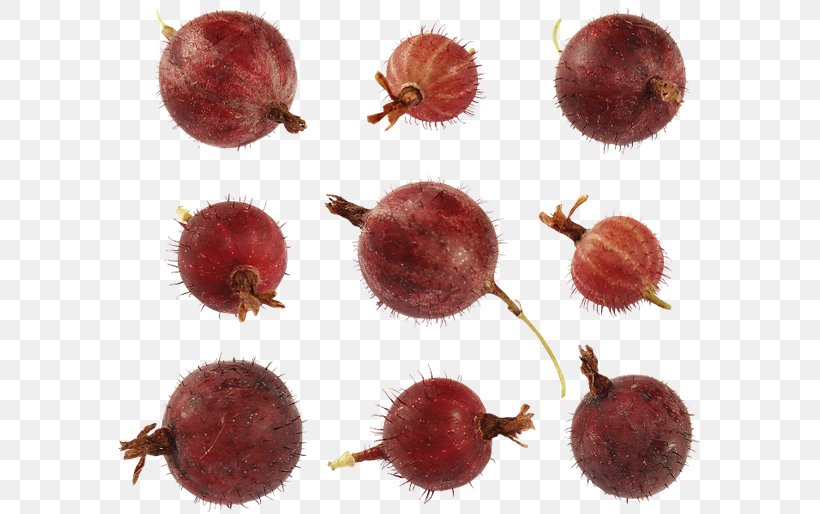 Gooseberry Chestnut, PNG, 600x514px, Gooseberry, Chestnut, Food, Fruit Download Free