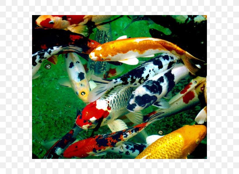 Koi Pond Fish Koi Pond Carp, PNG, 600x600px, Koi, Breed, Carp, Common Carp, Fauna Download Free