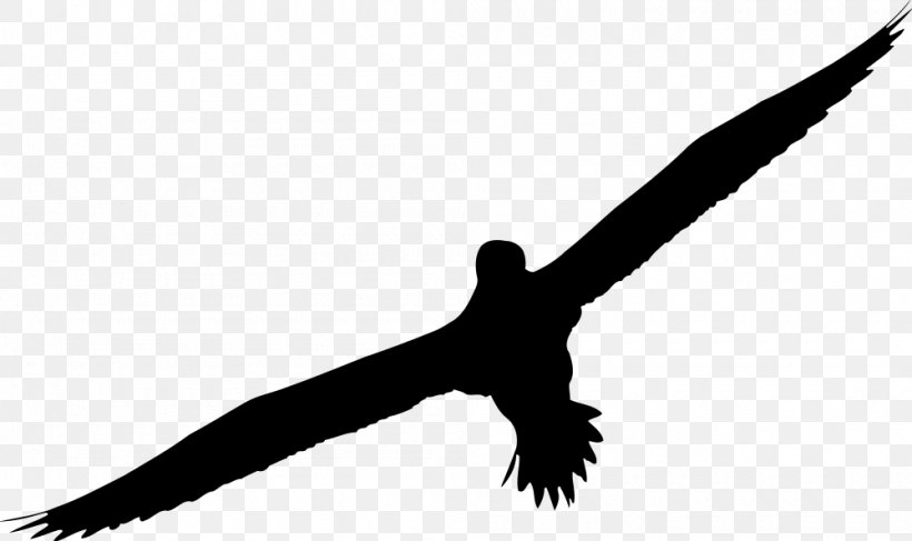 Bird Beak Wing Kite, PNG, 1000x595px, Bird, Beak, Kite, Wing Download Free