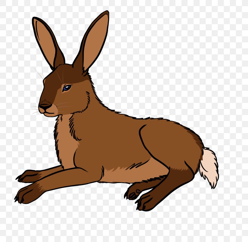 Domestic Rabbit Hare Macropodidae Kangaroo, PNG, 800x800px, Domestic Rabbit, Animal, Fauna, Hare, Kangaroo Download Free