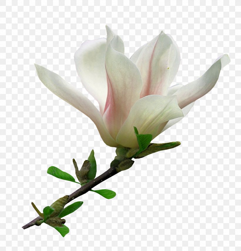 Flower Blog Clip Art, PNG, 1498x1562px, Flower, Albom, Blog, Blossom, Branch Download Free
