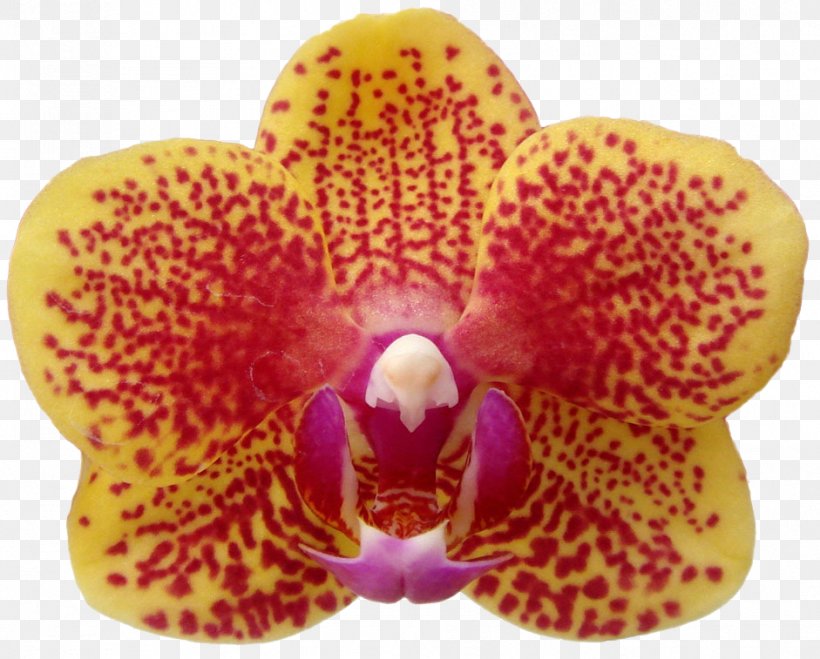 Moth Orchids Close-up, PNG, 941x757px, Moth Orchids, Closeup, Flower, Flowering Plant, Magenta Download Free