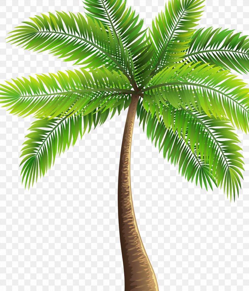 Asian Palmyra Palm Babassu Coconut Oil Palms Date Palm, PNG, 4379x5118px, Asian Palmyra Palm, Arecaceae, Arecales, Attalea, Attalea Speciosa Download Free