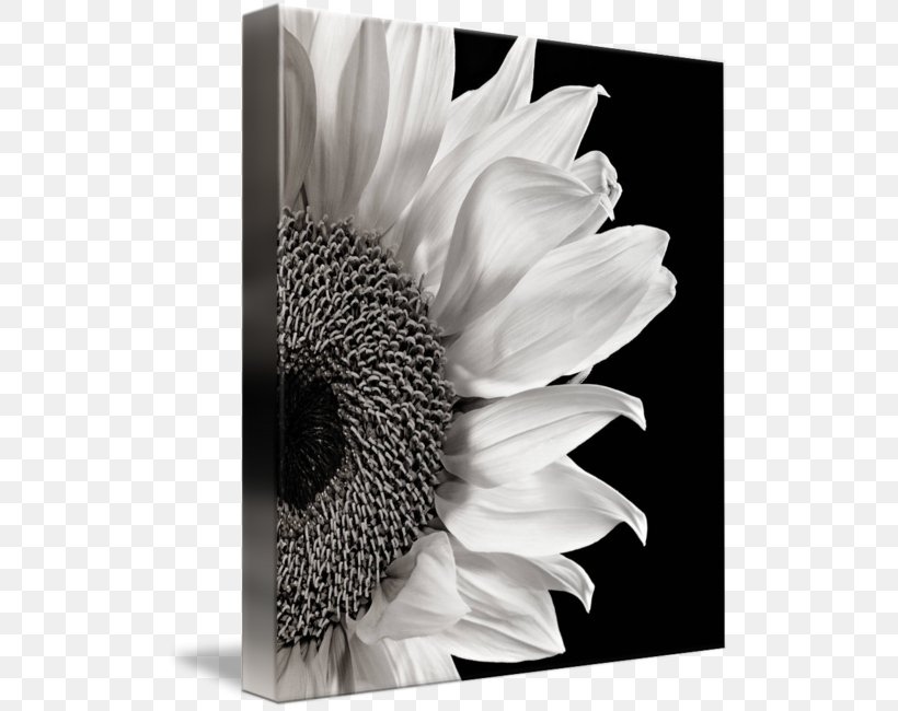 Black And White Photography Art, PNG, 516x650px, Black And White, Art, Common Sunflower, Composition, Drawing Download Free