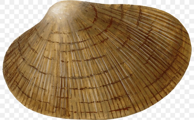 Cockle Wood /m/083vt, PNG, 800x510px, Cockle, Clam, Clams Oysters Mussels And Scallops, Seashell, Wood Download Free