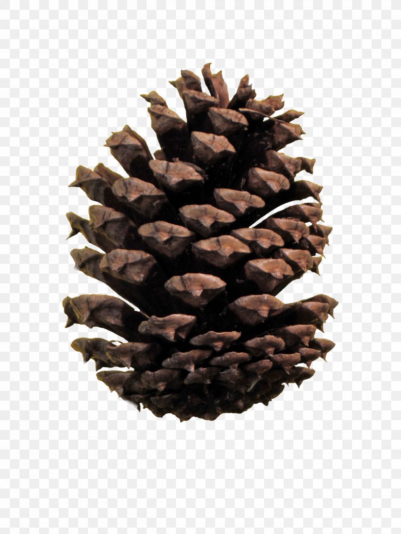 Conifer Cone Ponderosa Pine Image File Formats Conifers, PNG, 4998x6663px, Conifer Cone, Brown Pine, Conifer, Conifers, Fibonacci Number Download Free