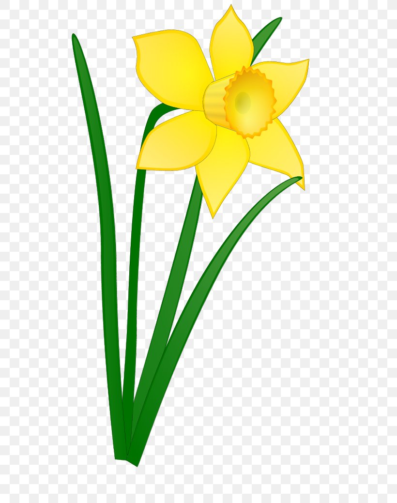 Daffodil Flower Clip Art, PNG, 555x1039px, Daffodil, Amaryllis Family ...