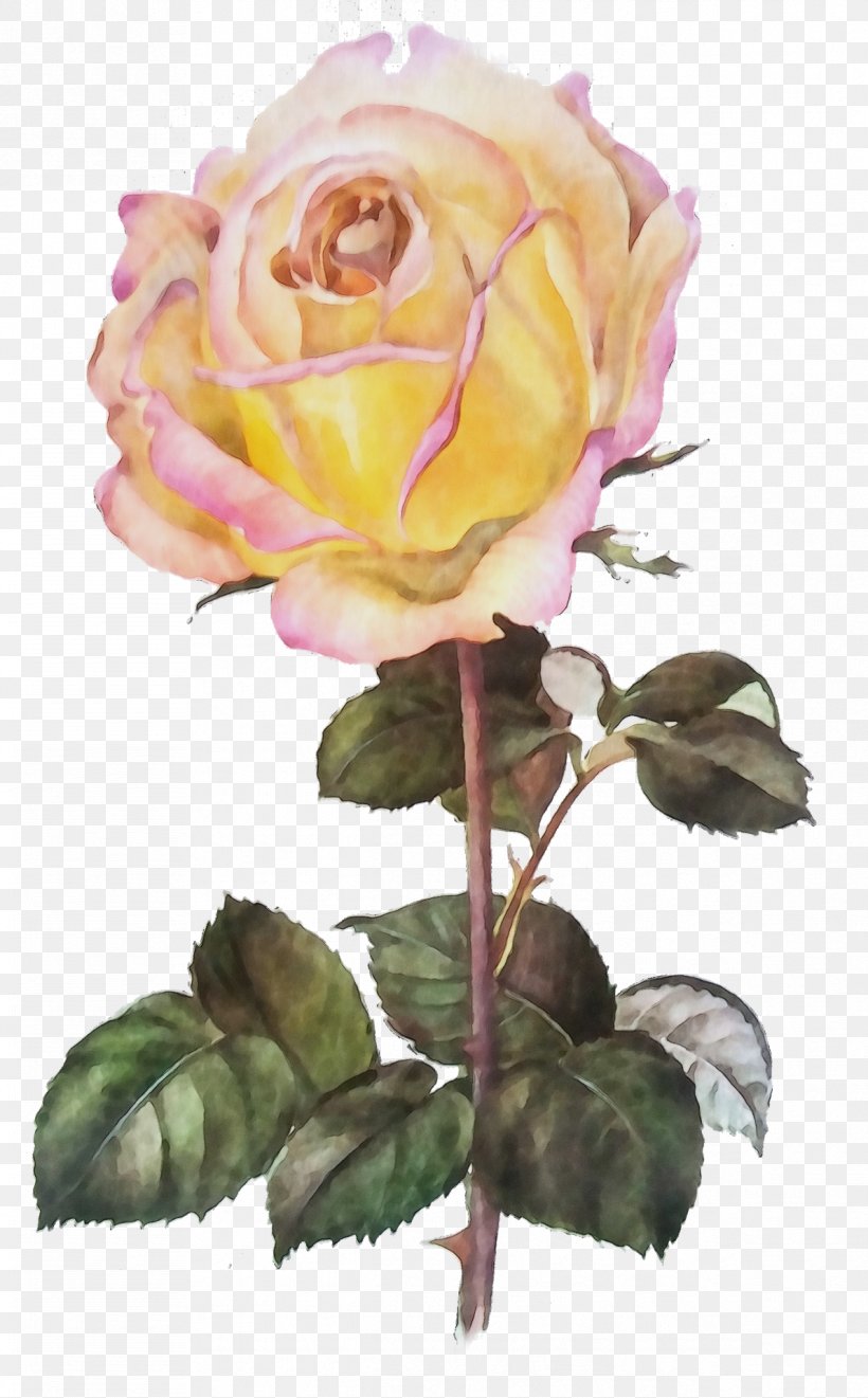 Garden Roses, PNG, 1191x1920px, Watercolor, Floribunda, Flower, Flowering Plant, Garden Roses Download Free