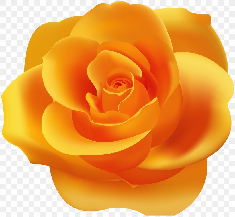 Garden Roses Yellow Wallpaper, PNG, 8000x7380px, Yellow, Beach Rose, Blog, Close Up, Flower Download Free