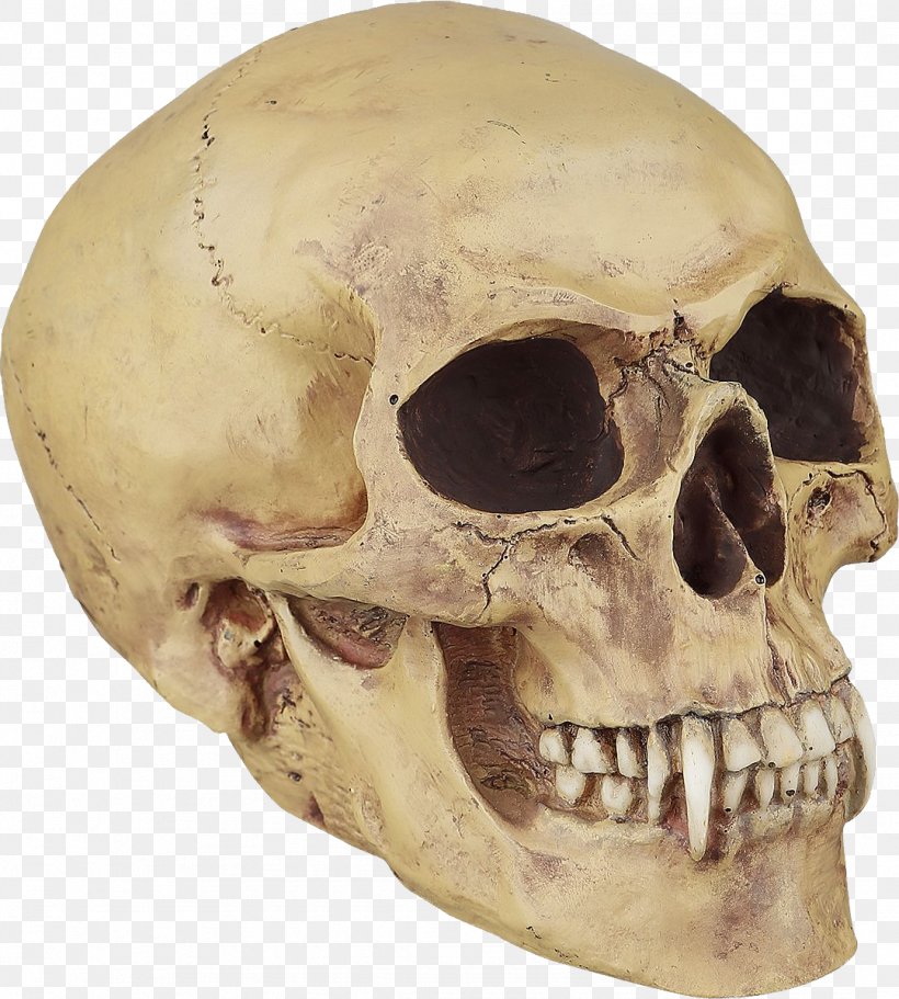 Human Skull Symbolism Bone Vampire Tooth, PNG, 1079x1199px, Skull, Blood, Bone, Calavera, Gothic Fiction Download Free