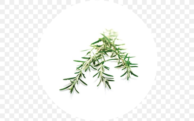 Twig Peppermint Herbalism Plant Stem Hybrid, PNG, 512x512px, Twig, Branch, Drug, Grass, Herb Download Free