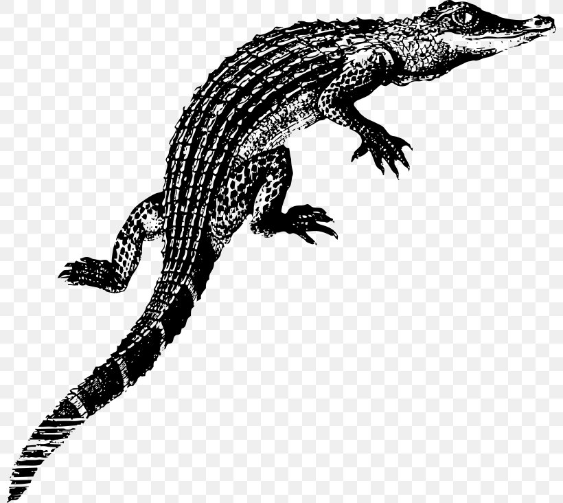 Alligator Infant Crocodile T-shirt Clip Art, PNG, 800x732px, Alligator, Agamidae, Baby Toddler Onepieces, Black And White, Child Download Free
