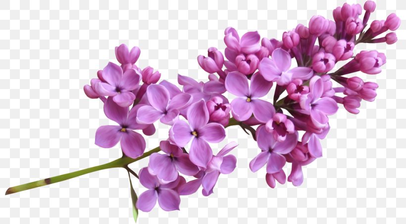 Lilac Clip Art, PNG, 800x453px, Lilac, Blossom, Blue, Branch, Color Download Free