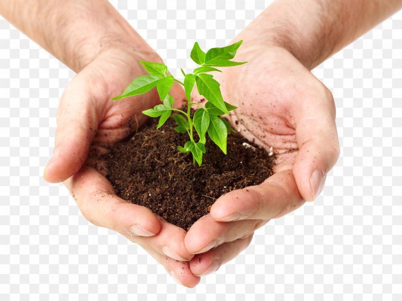 Soil Seedling Sprouting Stock Photography Bud, PNG, 2000x1500px, Soil, Bud, Ecology, Flowerpot, Herb Download Free