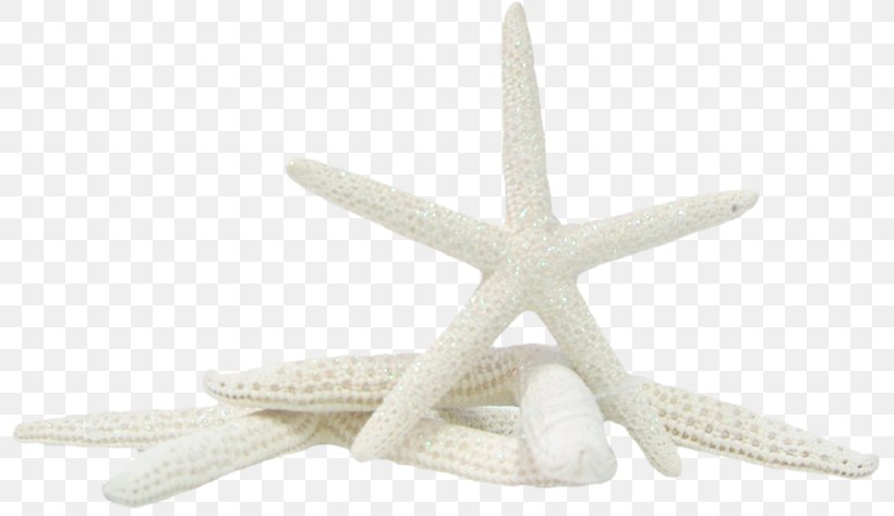 Starfish Clip Art Image Psd, PNG, 800x473px, Starfish, Chemical Element, Data, Data Compression, Echinoderm Download Free